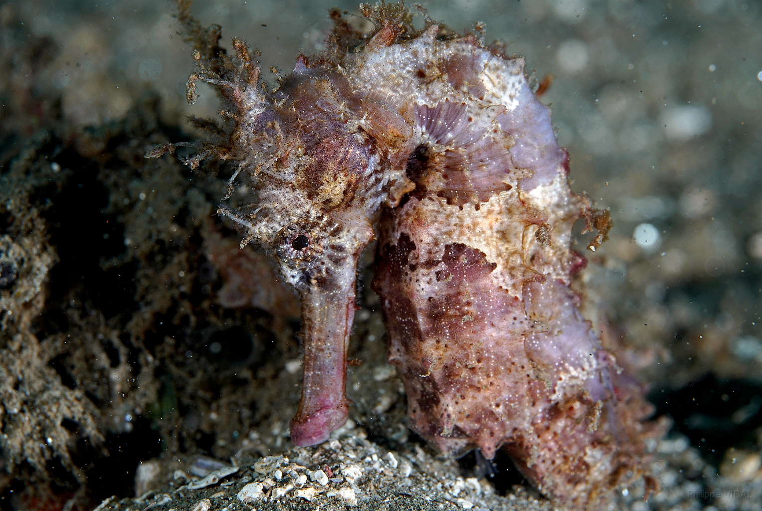 Banda Sea 2018 - DSC05552_rc - Molucan seahorse - Hypocampe molucan - Hippocampus moluccensis.jpg